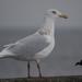 Glaucous Gull - Photo (c) Alastair Rae, some rights reserved (CC BY-SA)