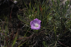Ipomoea capillacea