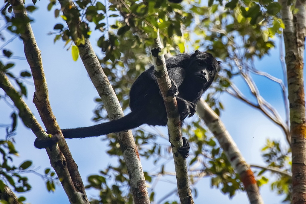 Amazon Black Howler Monkey (Alouatta nigerrima) · iNaturalist
