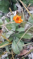 Calendula officinalis