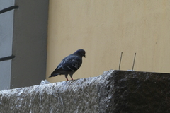 Columba livia