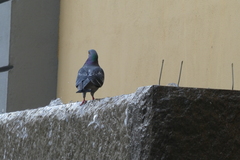 Columba livia
