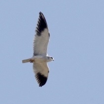 Elanus caeruleus caeruleus