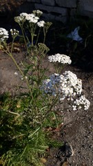 Achillea millefolium