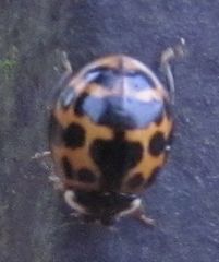 Harmonia axyridis
