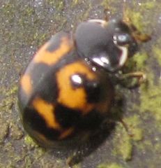 Harmonia axyridis