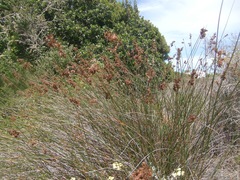 Thamnochortus erectus