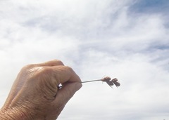 Thamnochortus erectus