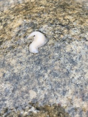 Dendrocoelidae