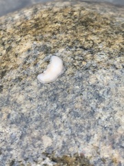 Dendrocoelidae
