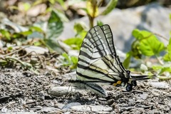 Graphium eurous