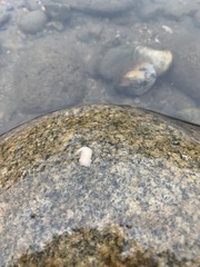 Dendrocoelidae