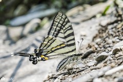 Graphium eurous