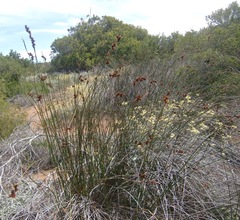 Thamnochortus erectus