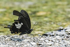 Papilio nephelus chaonulus