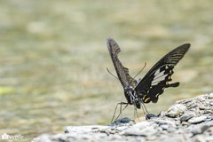 Papilio nephelus chaonulus