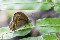 Palaeonympha opalina