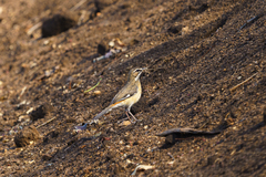 Cercotrichas quadrivirgata