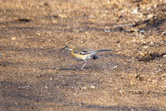 Cercotrichas quadrivirgata