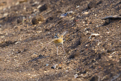 Cercotrichas quadrivirgata