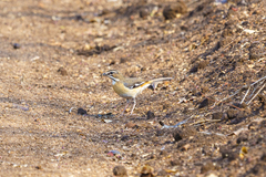 Cercotrichas quadrivirgata