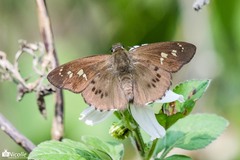 Seseria formosana