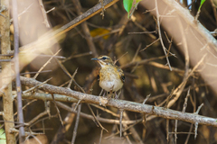 Cercotrichas quadrivirgata