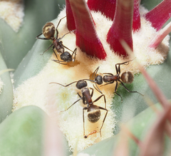 Camponotus rubrithorax