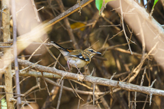 Cercotrichas quadrivirgata