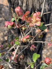 Ochna barbosae