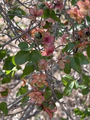 Ochna barbosae