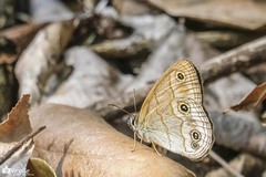 Palaeonympha opalina