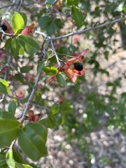 Ochna barbosae