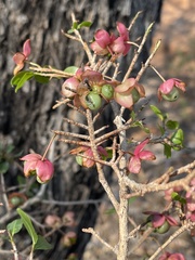 Ochna barbosae