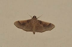 Pilocrocis milvinalis