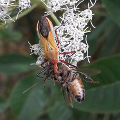 Zelus laticornis