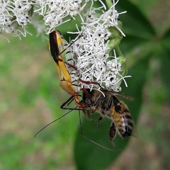 Zelus laticornis