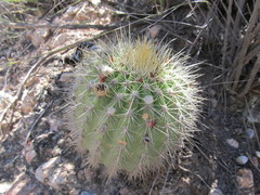 Trichocereus huascha robusta