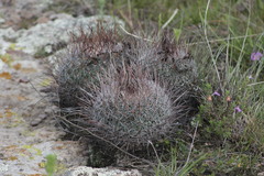 Echinofossulocactus ochoterenaus