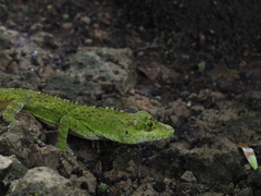 Anolis fraseri