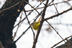 Erythrocercus livingstonei
