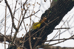 Erythrocercus livingstonei