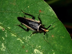 Hemithyrsocera histrio