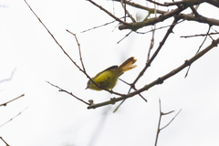 Erythrocercus livingstonei