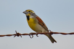 Dickcissel - Photo (c) Dave Govoni, some rights reserved (CC BY-NC-SA)