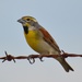 Dickcissel - Photo (c) Dave Govoni, some rights reserved (CC BY-NC-SA)