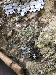 Buellia griseovirens