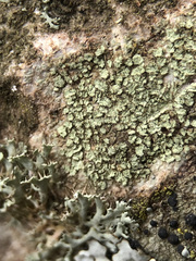 Buellia griseovirens