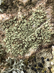 Buellia griseovirens