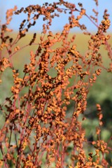 Amaranthus cannabinus